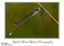 Emerald damselfly Lestes sponsa